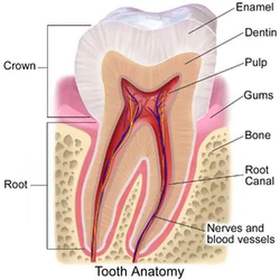 Does Root Canal Treatment in the North Have Any Side Effects